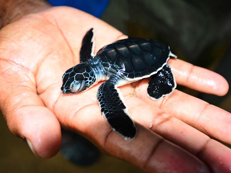 Kosgoda