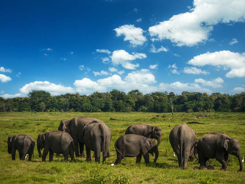 elephants
